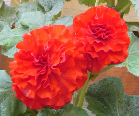 phtograph of Begonia