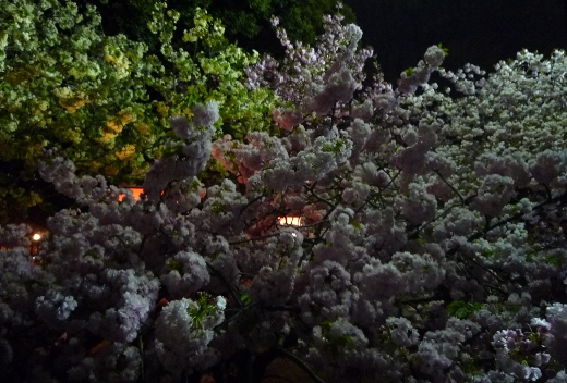 Photo of osaka mint-2