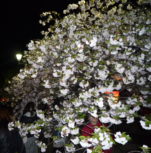 Photo of osaka mint-1