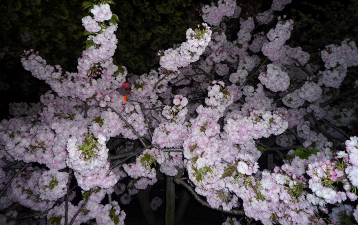 Photo of osaka mint-2