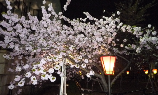 Photo of osaka mint-2