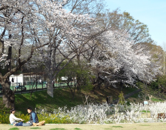 Photo of cherry blossoms (Someiyoshino) in Yokohama-3