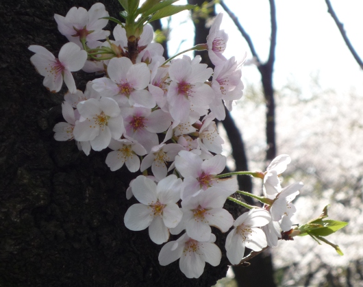 Photo of cherry blossoms (Someiyoshino) in Yokohama