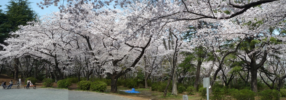 Photo of cherry blossoms (Someiyoshino) in Yokohama