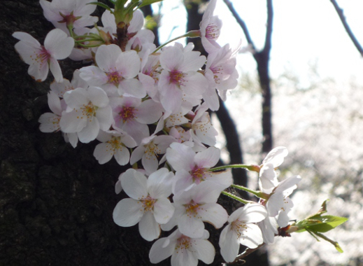 phtograph of cherry blossoms