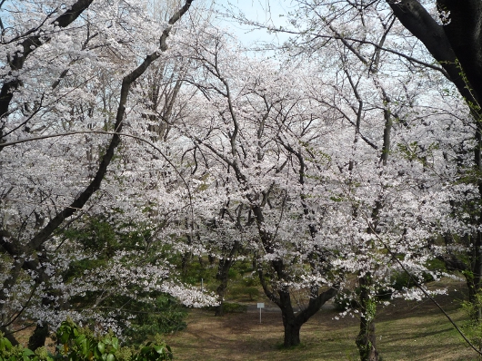 Photo of cherry blossoms (Someiyoshino) in Yokohama