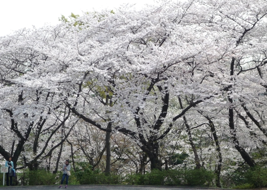 Photo of cherry blossoms (Someiyoshino) in Yokohama