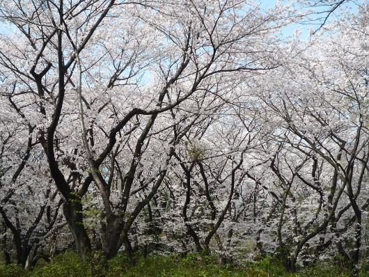 Photo of cherry blossoms (Someiyoshino) in Yokohama