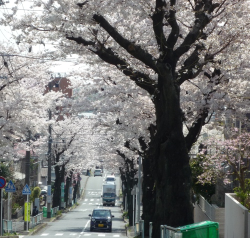 Photo of cherry blossoms (Someiyoshino) in Yokohama-2