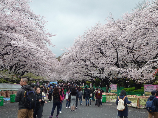 Photo of cherry blossoms (Someiyoshino) in Ueno