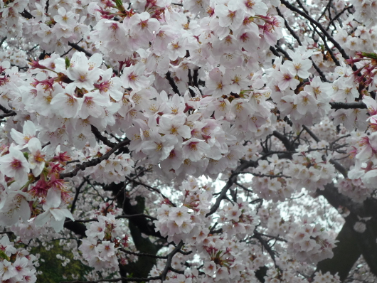 Photo of cherry blossoms (Someiyoshino) in Ueno