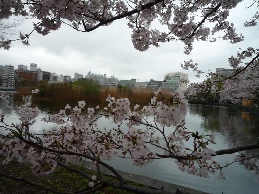 Photo of cherry blossoms (Someiyoshino) in Ueno