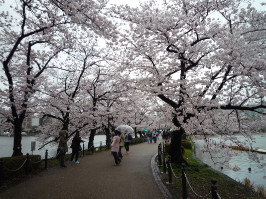 Photo of cherry blossoms (Someiyoshino) in Ueno