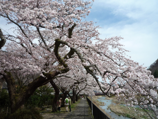 Photo of cherry blossoms (Someiyoshino) in Miyagino Hayakawa