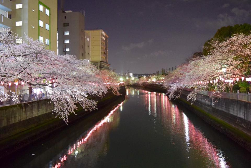 Photo of cherry blossoms (Someiyoshino) in Ohoka River
