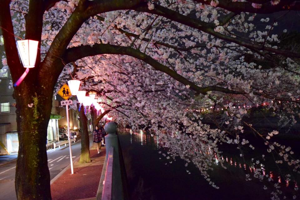 Photo of cherry blossoms (Someiyoshino) in Ohoka River