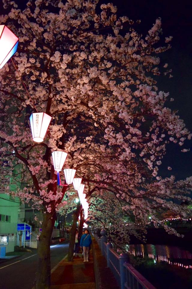 Photo of cherry blossoms (Someiyoshino) in Ohoka River