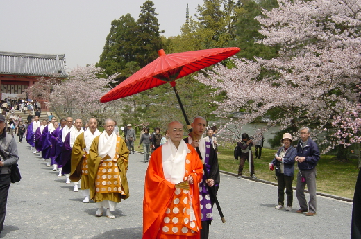 Photo of cherry blossoms (Omuro Cherry) in Nina-ji