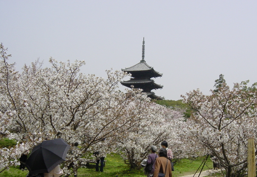 Photo of cherry blossoms (Omuro Cherry) in Nina-ji