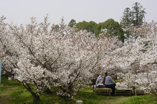 Photo of cherry blossoms (Omuro Cherry) in Nina-ji