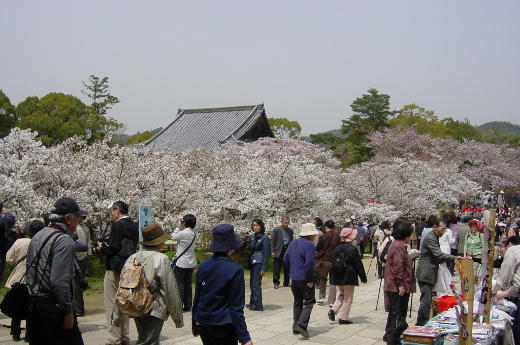 Photo of cherry blossoms (Omuro Cherry) in Nina-ji