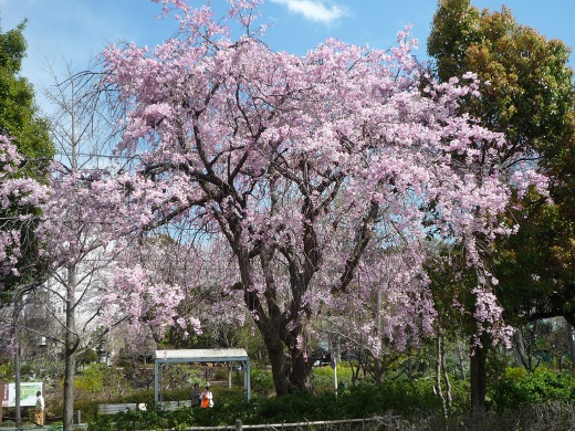 Photo of cherry blossoms (Weeping Cherry) in Yokohama-2