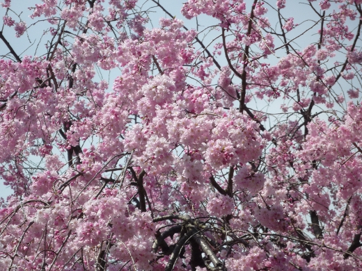 Photo of cherry blossoms (Weeping Cherry) in Yokohama-3