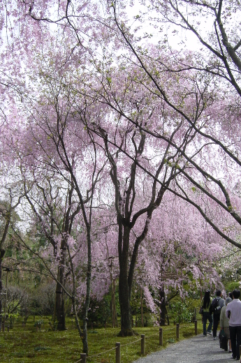 Photo of cherry blossoms (Weeping Cherry) in Ryoanji-2