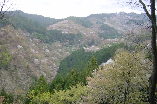 Photo of cherry blossoms (Yoshino Cherry)