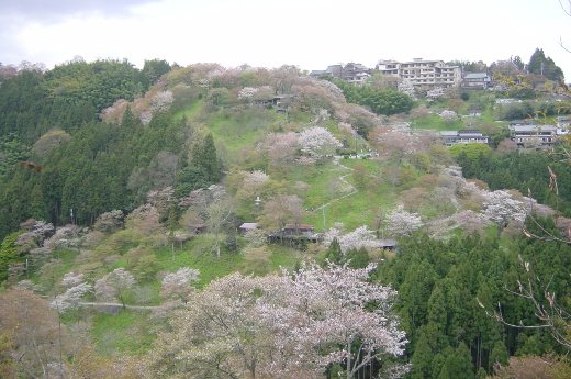 Photo of cherry blossoms (Yoshino Cherry)