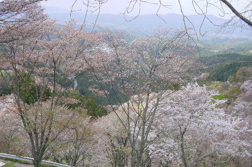 Photo of cherry blossoms (Yoshino Cherry)