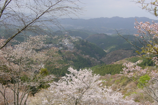 Photo of cherry blossoms (Yoshino Cherry)