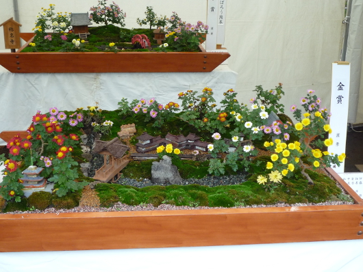 Photo of Chrysanthemum at Sankei-en