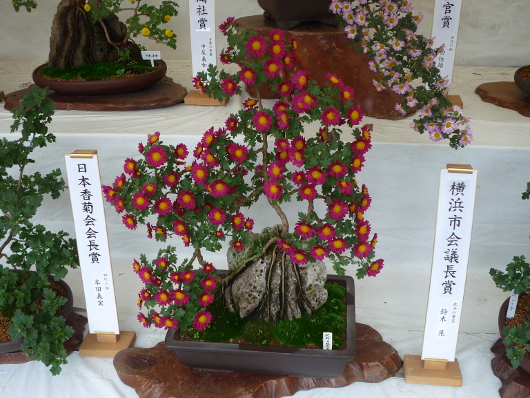 Photo of Chrysanthemum at Sankei-en