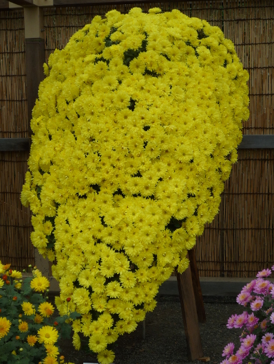 Photo of Chrysanthemum at Sankei-en