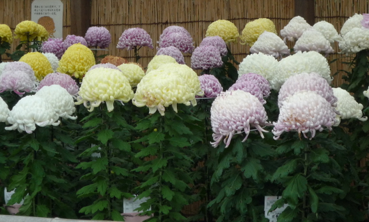 Photo of Chrysanthemum at Sankei-en