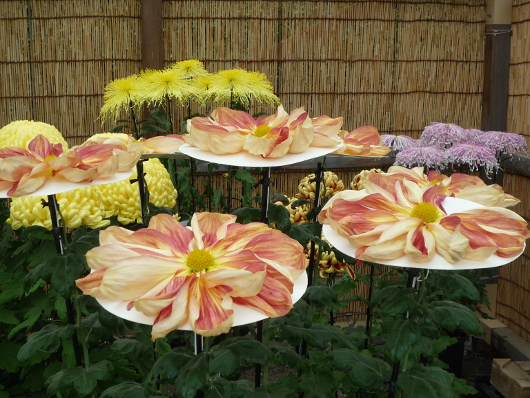 Photo of Chrysanthemum at Sankei-en