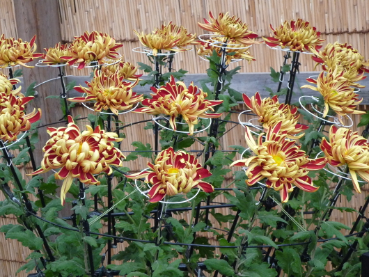 Photo of Chrysanthemum at Sankei-en