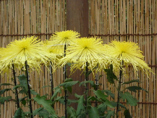 Photo of Chrysanthemum at Sankei-en