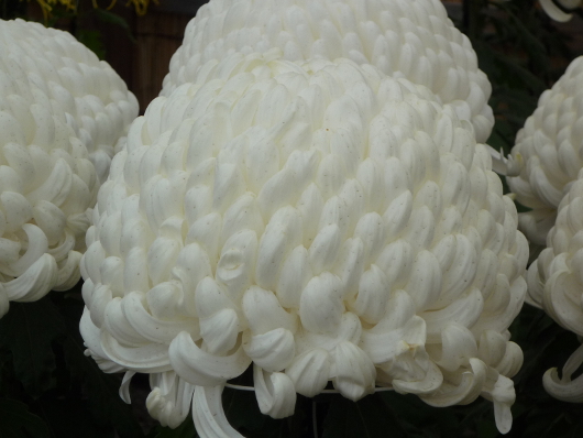 Photo of Chrysanthemum at Sankei-en