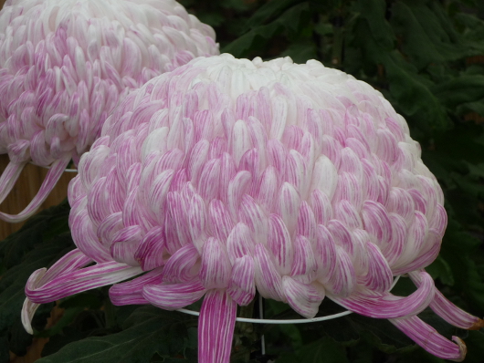 Photo of Chrysanthemum at Sankei-en