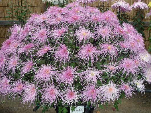 Photo of Chrysanthemum at Sankei-en