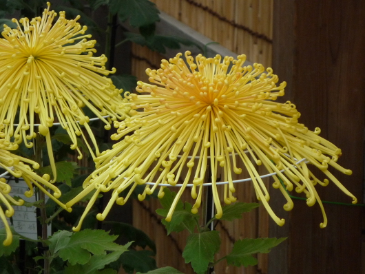 Photo of Chrysanthemum at Sankei-en
