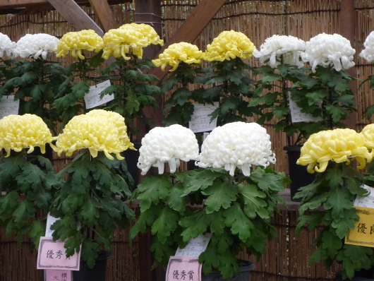 Photo of Chrysanthemum at Sankei-en
