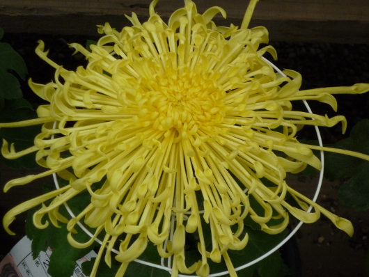 Photo of Chrysanthemum at Sankei-en