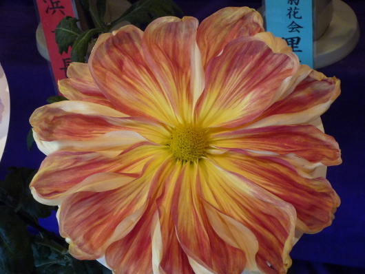 Photo of Chrysanthemum at Sankei-en