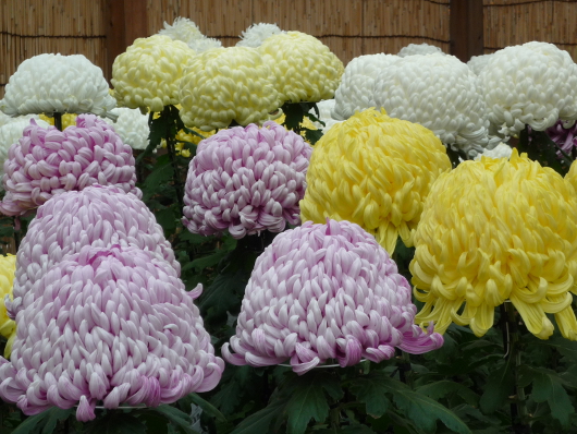 Photo of Chrysanthemum at Sankei-en
