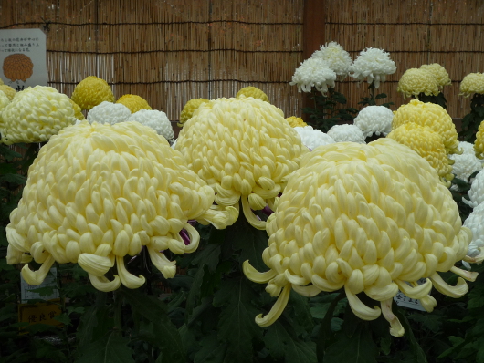 Photo of Chrysanthemum at Sankei-en