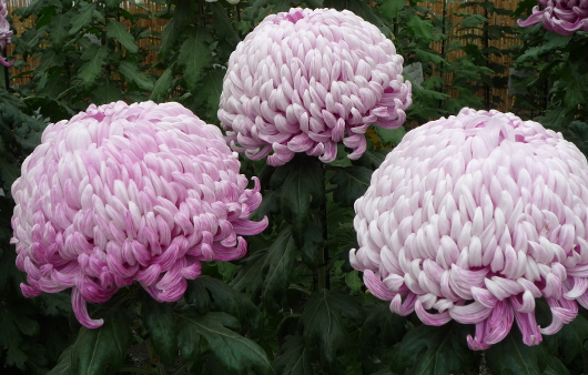 Photo of Chrysanthemum at Sankei-en