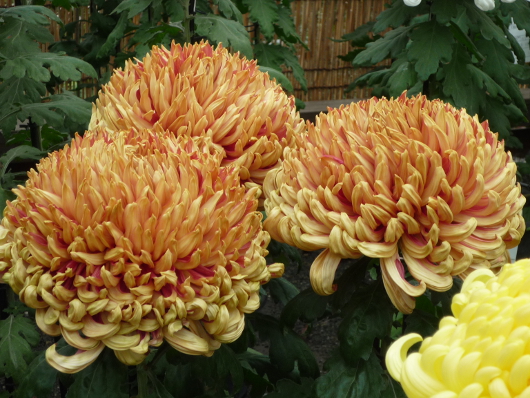 Photo of Chrysanthemum at Sankei-en